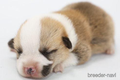 成約済の神奈川県のウェルシュコーギーペンブローク-321275の3枚目